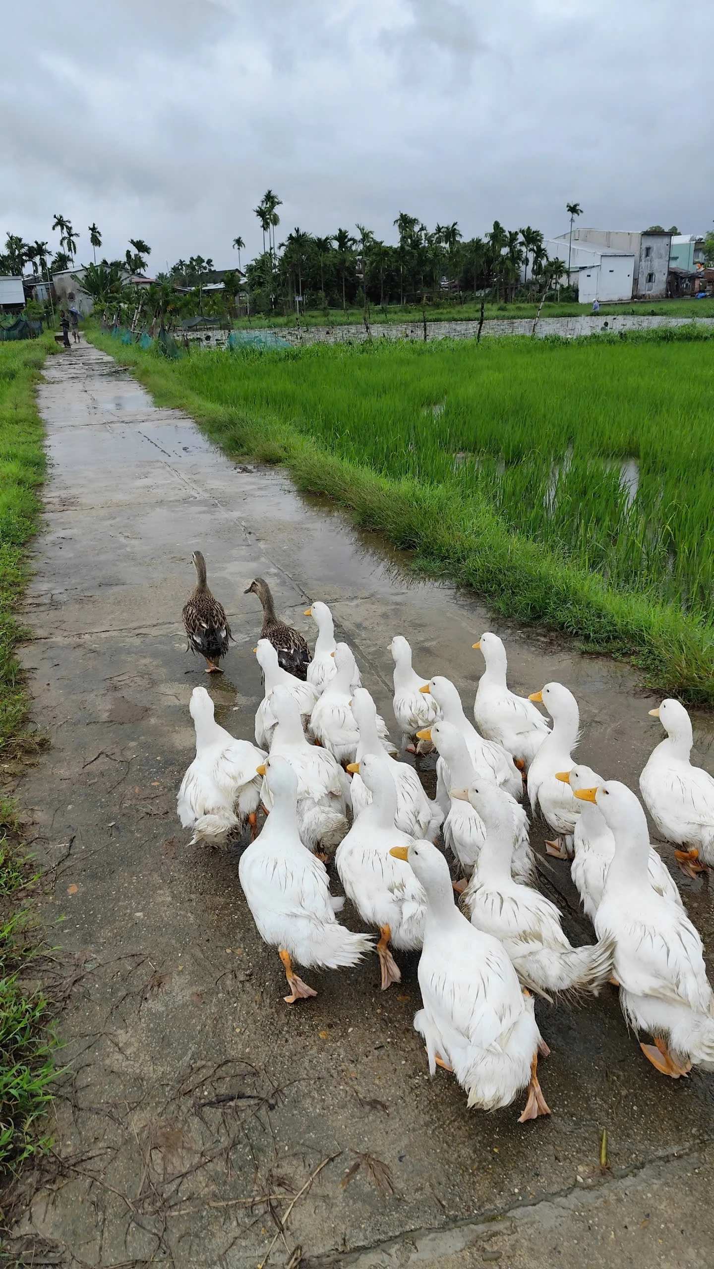 Quảng Nam 田間放養的鴨群走在稻田旁
