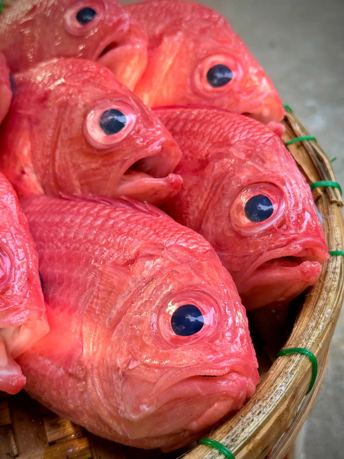 Red sea fish in a basket, one selection from the daily catch